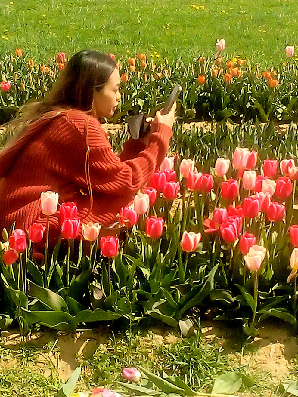 Tulip Festival (After)