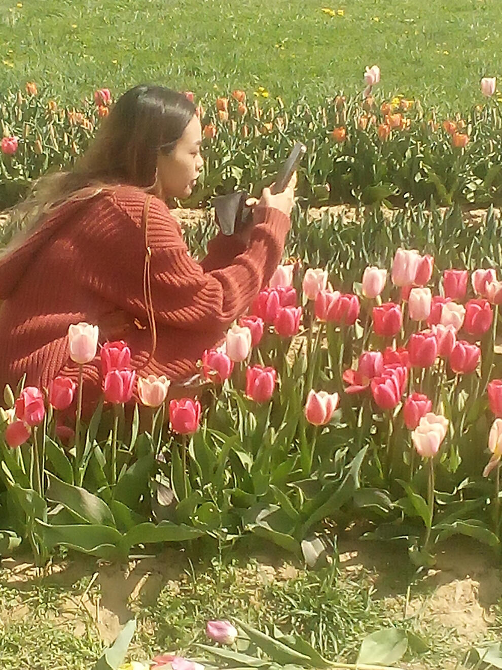 Tulip Festival (Before)